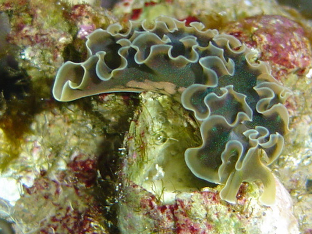 The Breeders Registry › Elysia crispata Sea Slug Spawning in a 100 ...