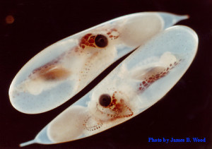 Octopus embryos by James B. Woods, Ph.D.