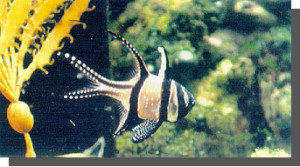 Fig. 2 Adult male Pterapogon kauderni. Notice head/jaw and long banner on second dorsal fin. 