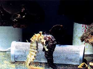 Seahorse have been long considered difficult to maintain because of their feeding habits. Paul Baldassano discusses a new method for overcoming this obstacle. (Photo by author 1996)