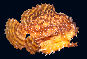 sargassumfish